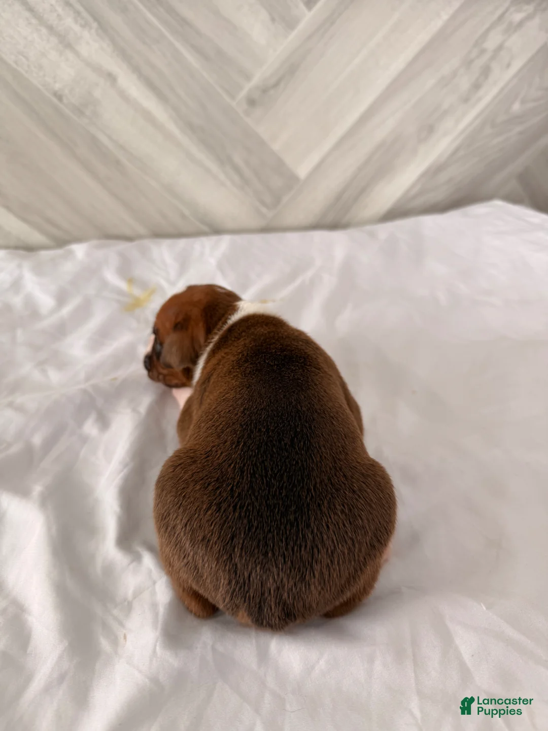 Boxer dogs for sale: Conner - Ad 4