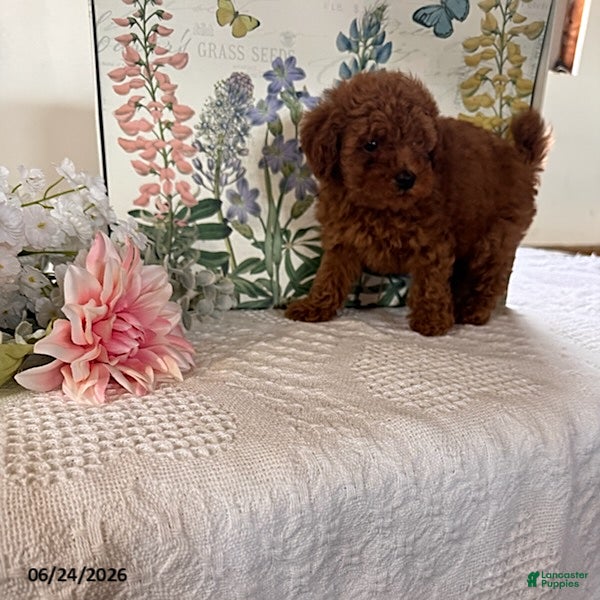 Miniature Poodle dogs Donnie - Ad 2