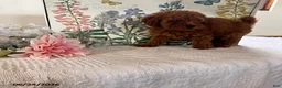 Miniature Poodle dogs for sale: Donnie - Ad 2