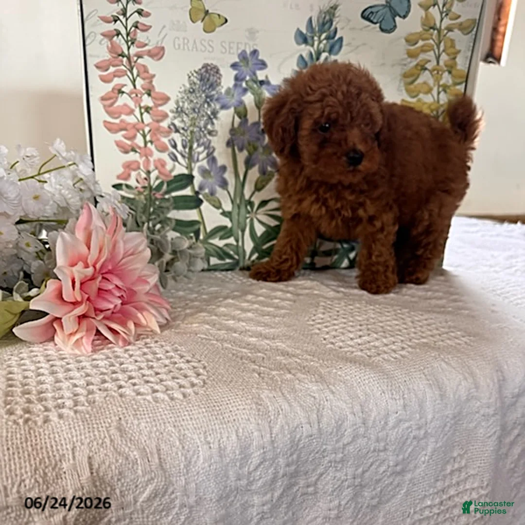 Miniature Poodle dogs for sale: Donnie - Ad 2