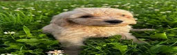 Goldendoodle dogs for sale: Hart  - Ad 2