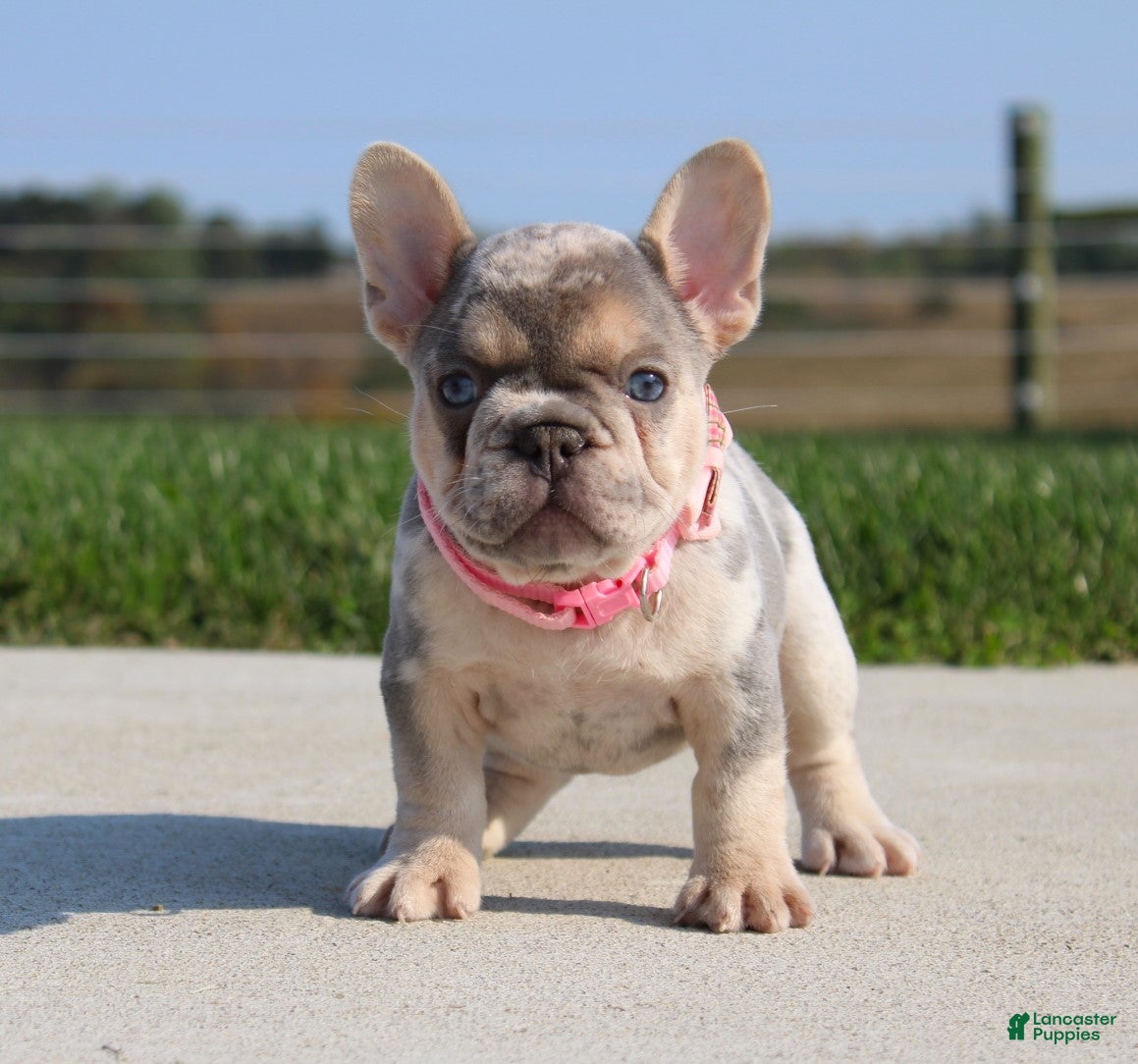 French Bulldog dogs Ava - Ad 13