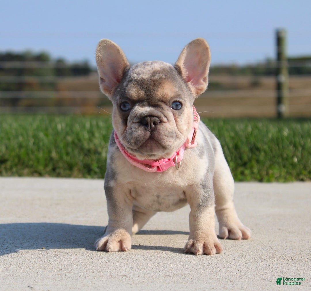 French Bulldog dogs for sale: Ava - Ad 1