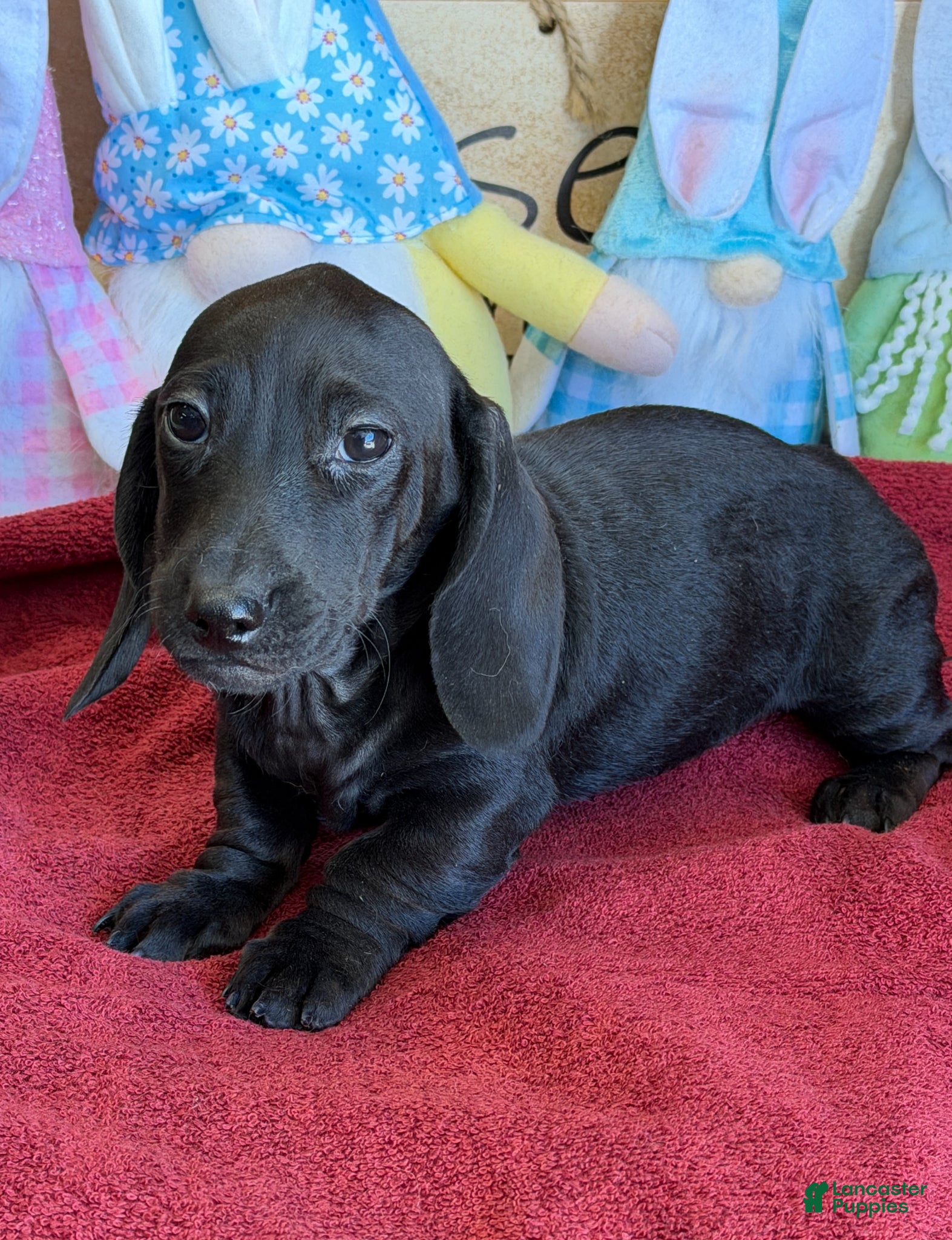 Miniature Dachshund dogs Axle - Ad 27