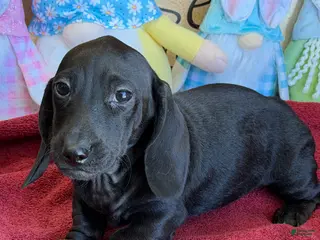 Miniature Dachshund dogs Axle - Ad 27