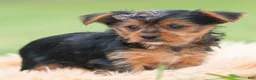 Yorkshire Terrier dogs for sale: Squiggles - Ad 3
