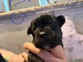 Cane Corso dogs Girl 2 - Ad 8