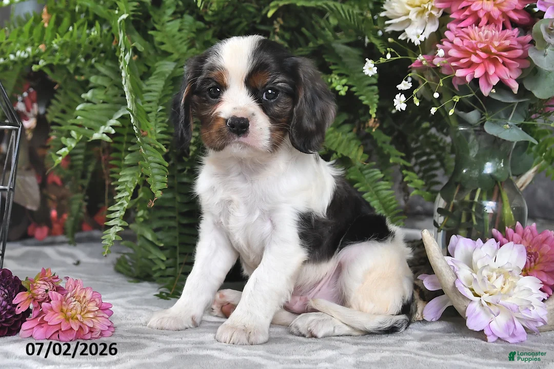 Cavalier King Charles Spaniel dogs for sale: Jordan - Ad 1