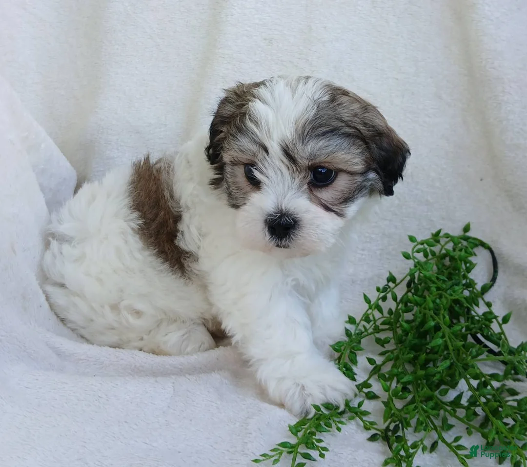 Teddy Bear dogs for sale: Darby - Ad 2