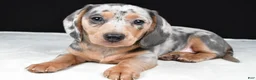 Miniature Dachshund dogs for sale: Bailey - Ad 3