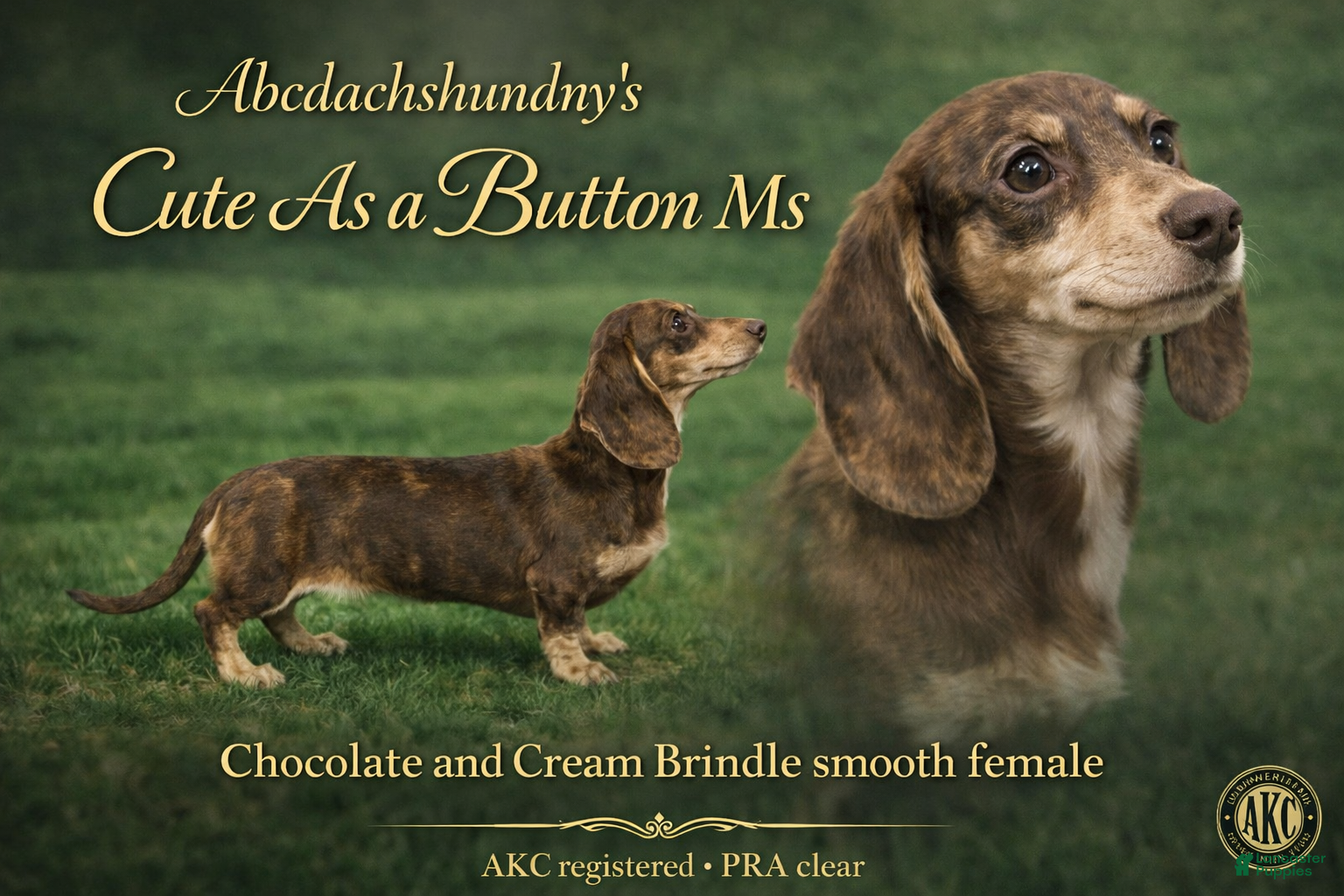 Miniature Dachshund dogs Choc Cream Brindle AKC  - Ad 39