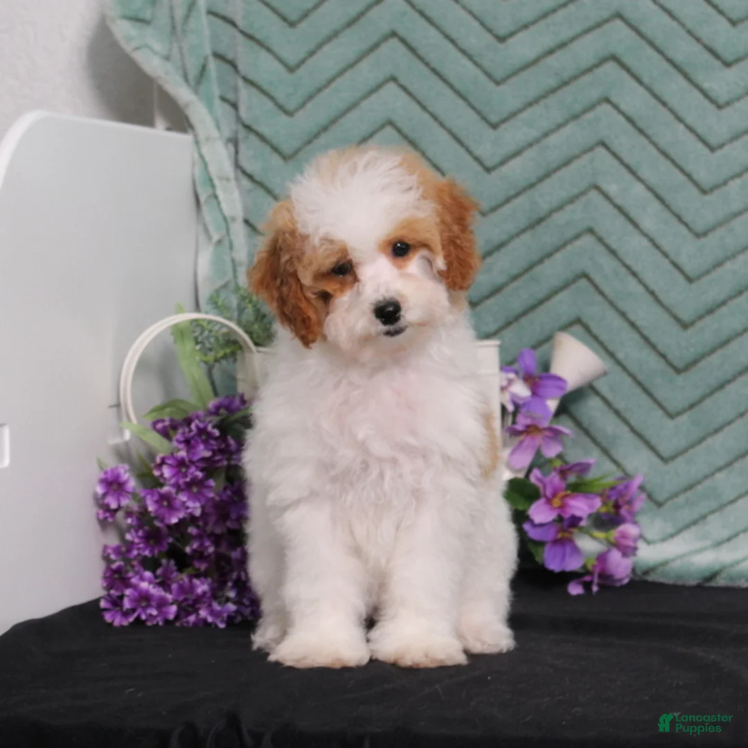Miniature Poodle dogs for sale: BJs Yogert - Ad 5