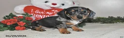 Miniature Dachshund dogs for sale: Gilbert - Ad 3