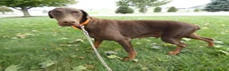 Doberman Pinscher dogs for sale: Doberman Pinscher 2 Duke - Ad 9