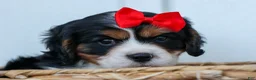 Cavalier King Charles Spaniel dogs for sale: Winston 🐶 - Ad 5