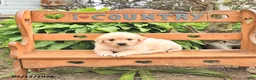 Golden Retriever dogs for sale: Doris - Ad 1