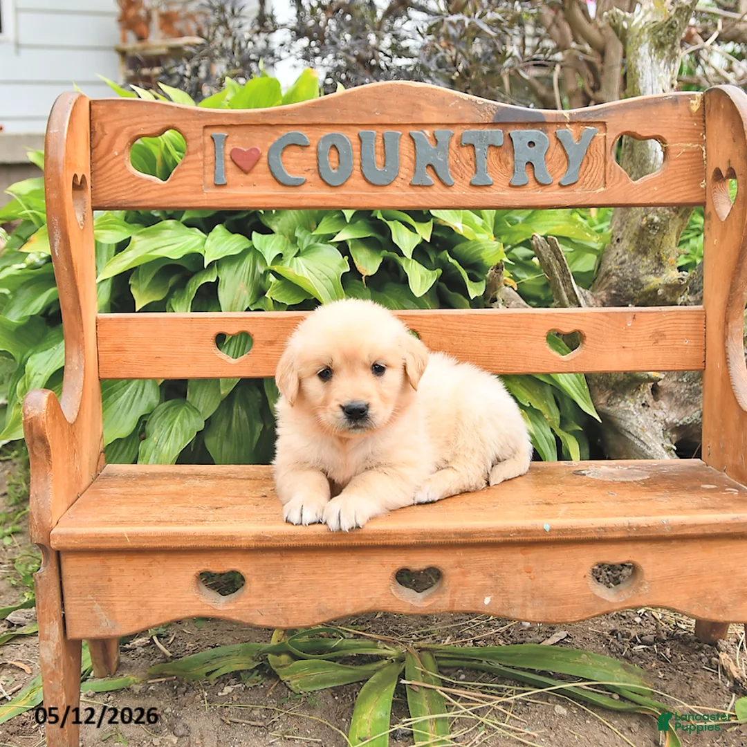 Golden Retriever dogs for sale: Doris - Ad 1
