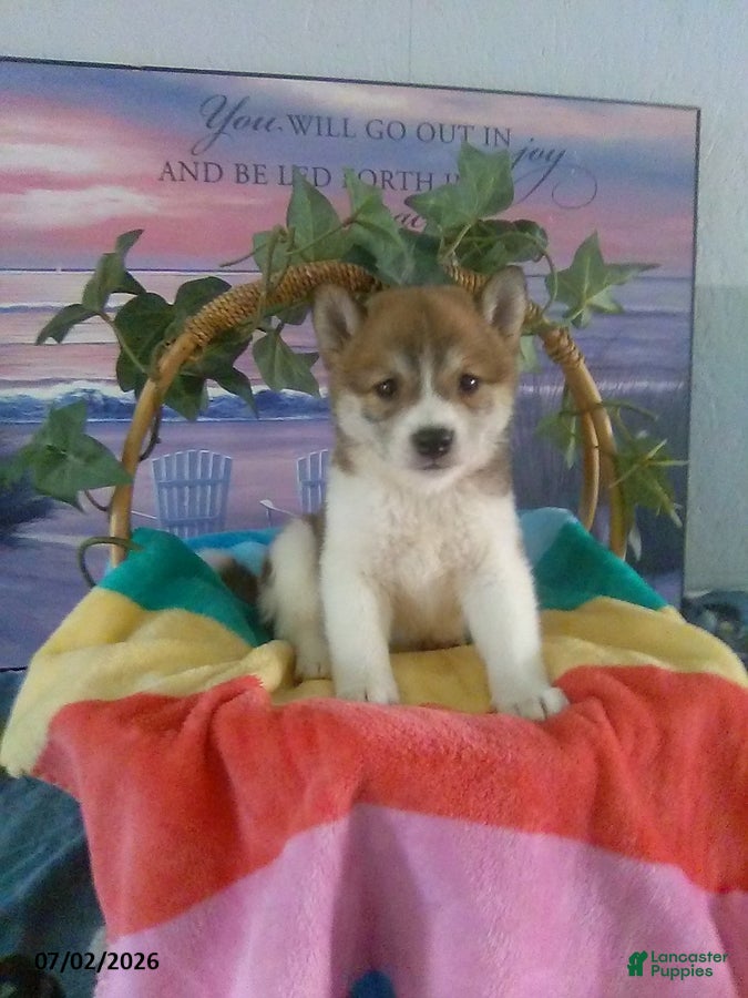 Shiba Inu dogs Shani - Ad 1