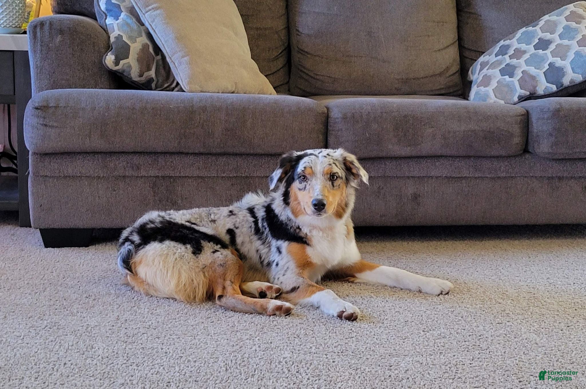 Aussiedoodle dogs Preston - Ad 2
