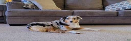 Aussiedoodle dogs for sale: Sugar - Ad 2