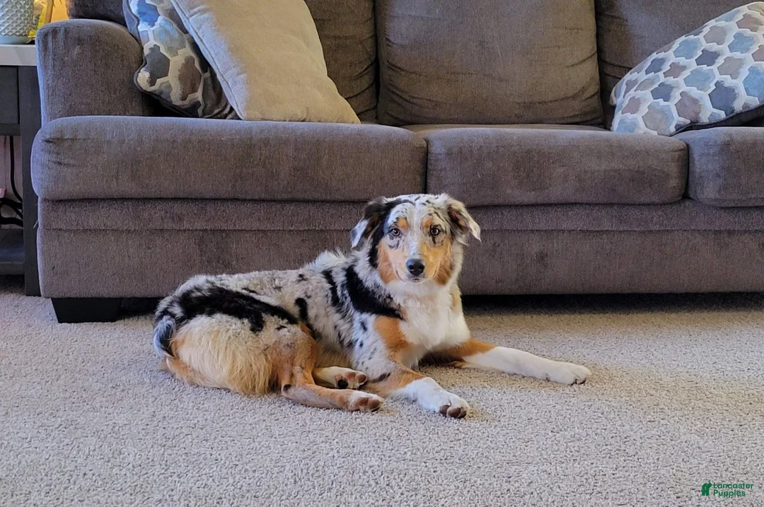 Aussiedoodle dogs for sale: Sugar - Ad 2