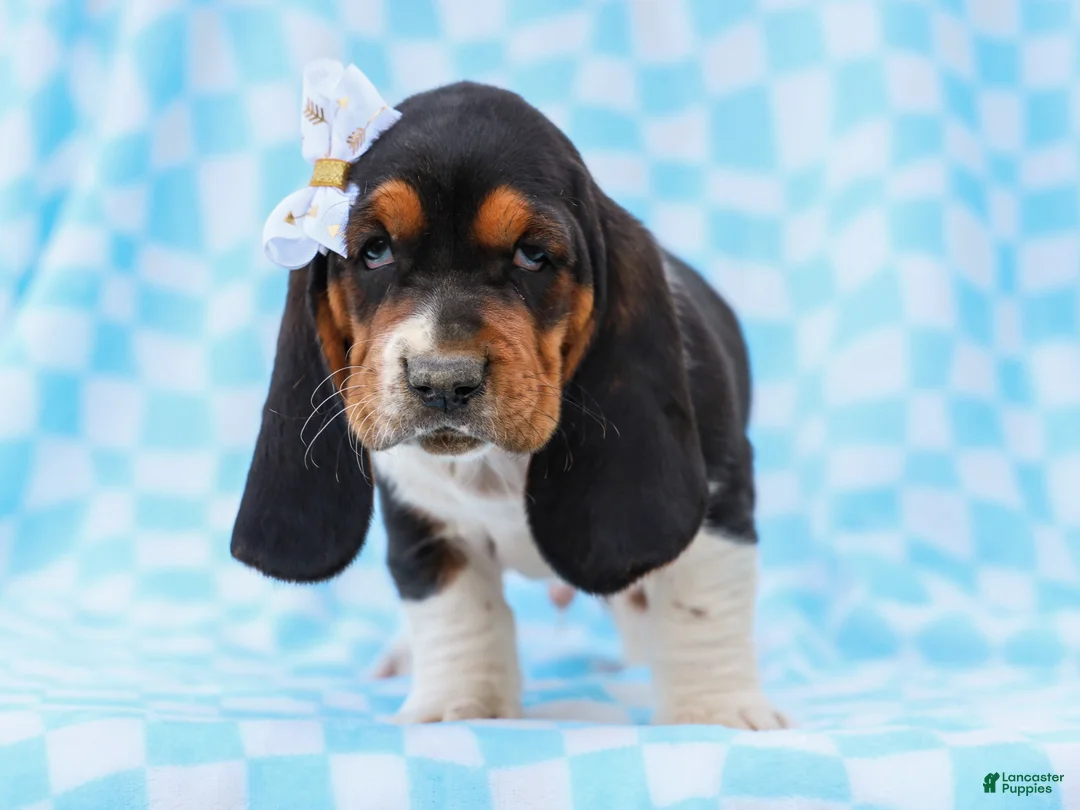 Basset Hound dogs for sale: Edson Purebred Basset Hound Pup - Ad 5