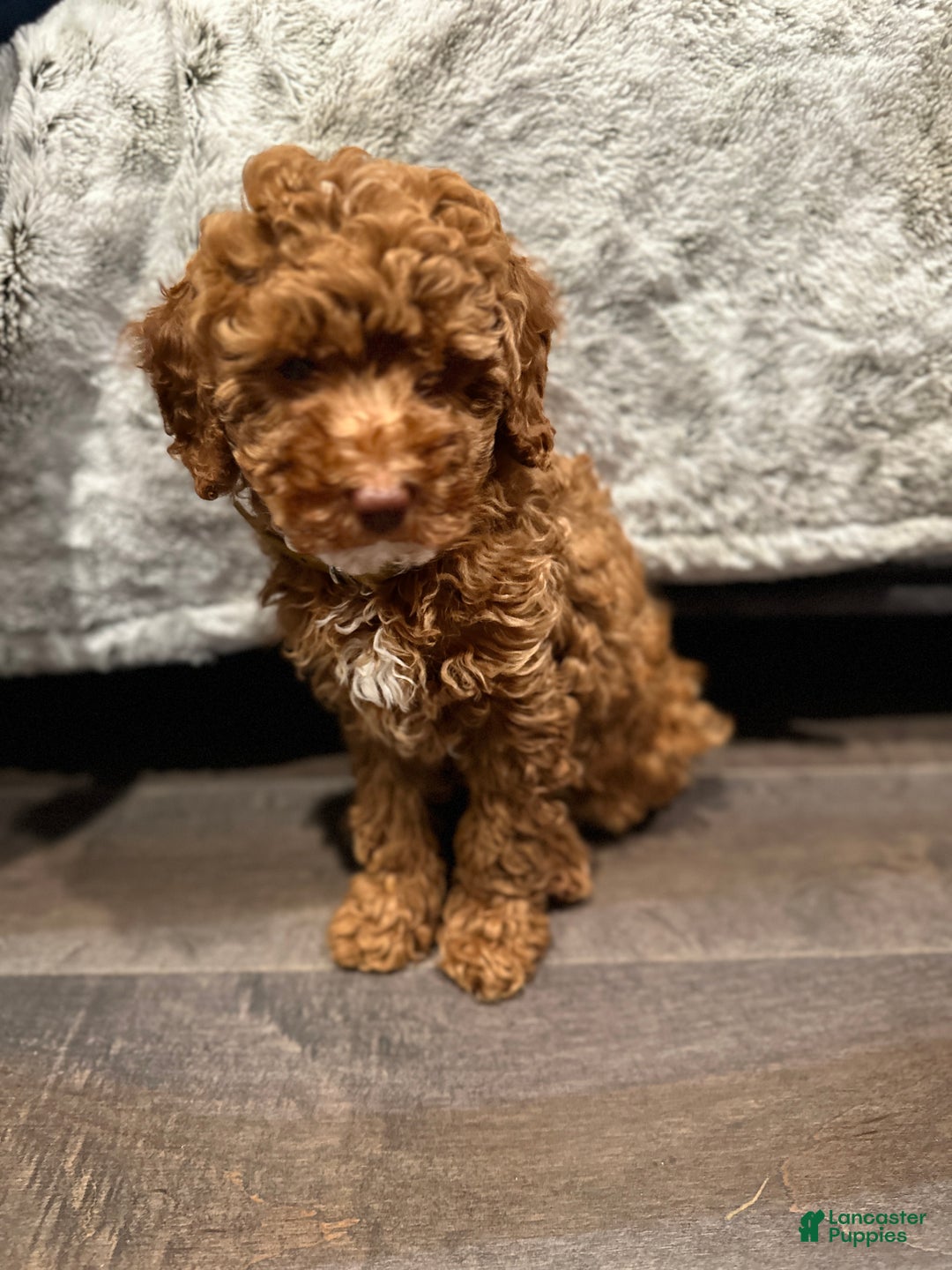 Miniature Poodle dogs for sale: Connor- Green Eyed Baby House Raised - Ad 5