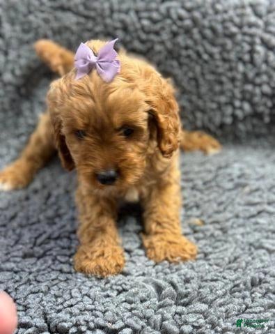 Cavapoo dogs Sofia - Ad 22