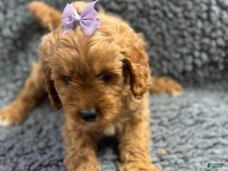 Cavapoo dogs Sofia - Ad 22