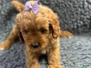 Cavapoo dogs Sofia - Ad 10