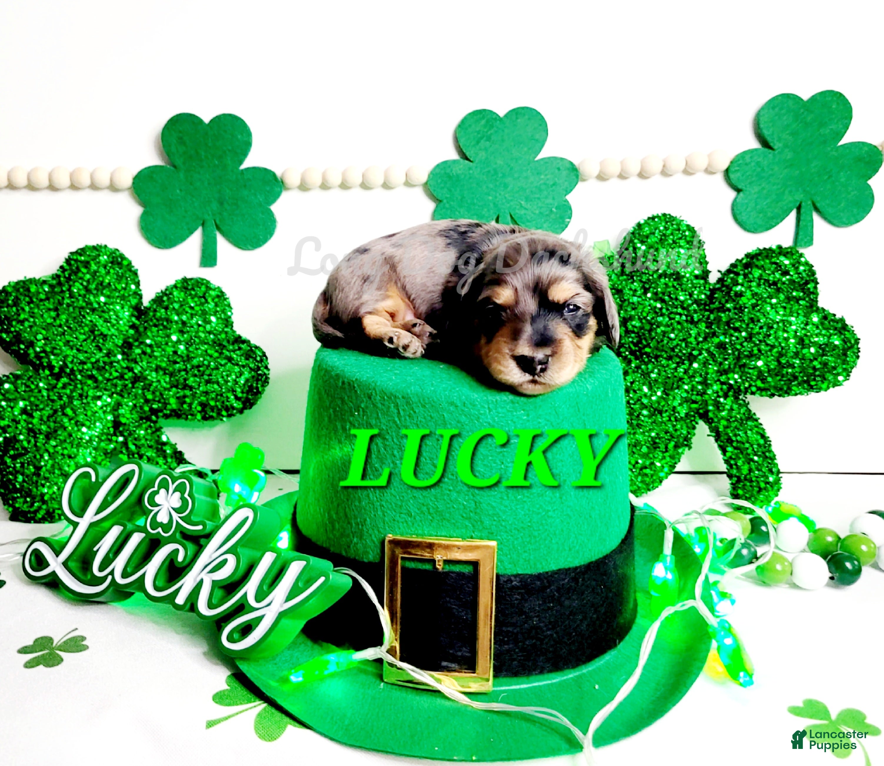 Miniature Dachshund dogs Lucky - Ad 6