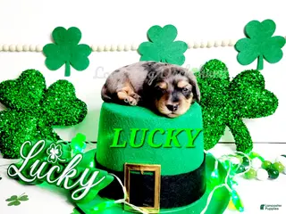Miniature Dachshund dogs Lucky - Ad 6