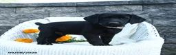 Labrador Retriever dogs for sale: Matthias - Ad 4