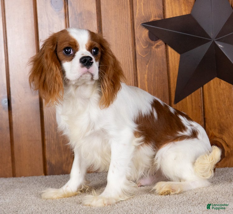 Cavalier King Charles Spaniel dogs Dallas - Ad 1