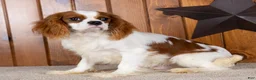 Cavalier King Charles Spaniel dogs for sale: Dallas - Ad 1