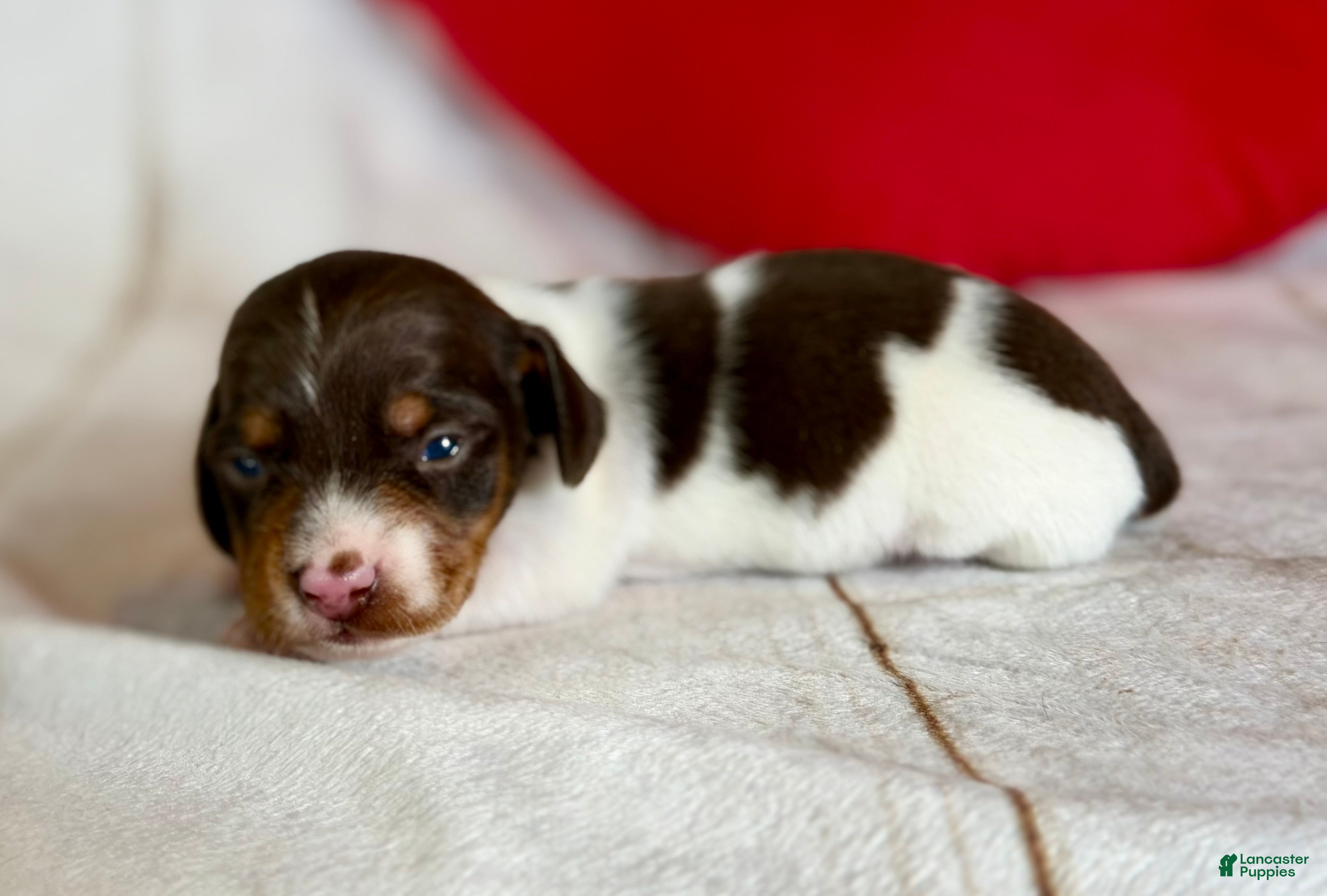 Miniature Dachshund dogs AKC SH Fiona DNA OFA - Ad 1