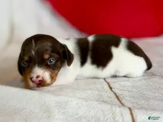 Miniature Dachshund dogs AKC SH Fiona DNA OFA - Ad 1