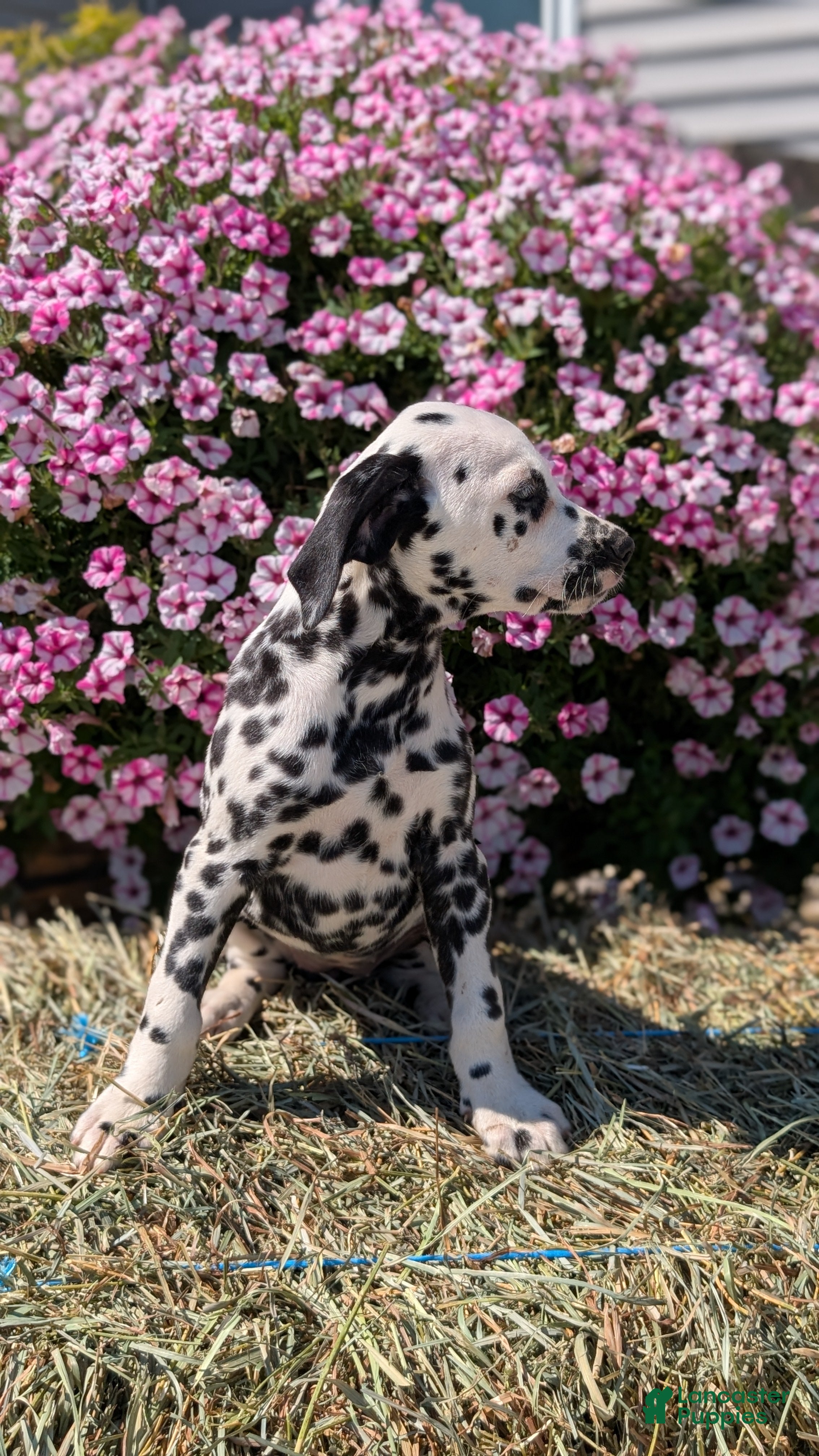 Dalmatian dogs Layla - Ad 2