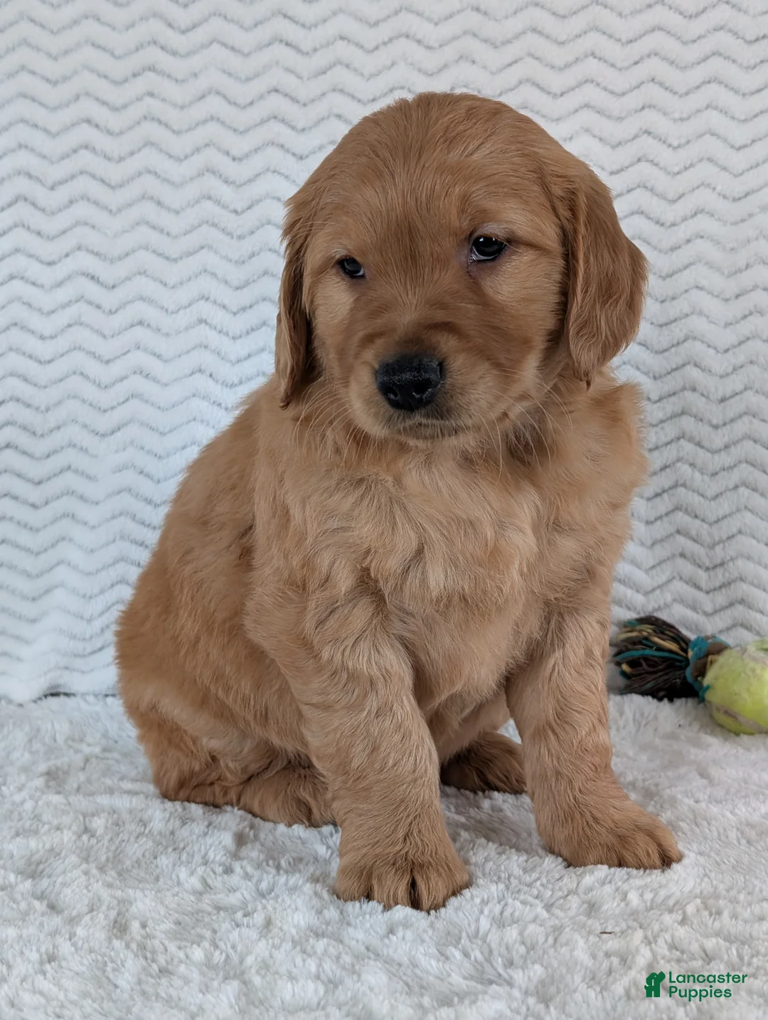 Golden Retriever dogs for sale: Brady - Ad 15