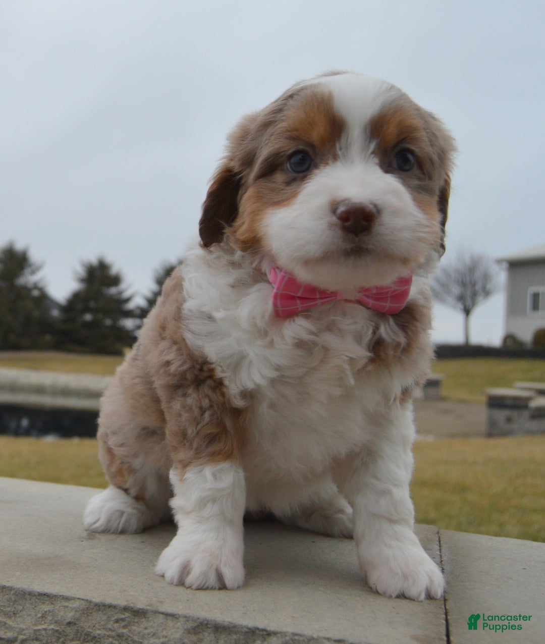 Mini Aussiedoodle dogs for sale: Mini Angel - Ad 7