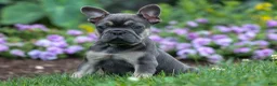 French Bulldog dogs for sale: Edison - Ad 12