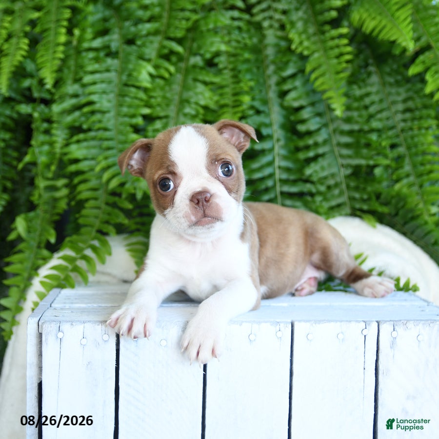 Boston Terrier dogs Frisky - Ad 1