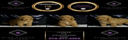 Mini Goldendoodle dogs for sale: Charger - Ad 2