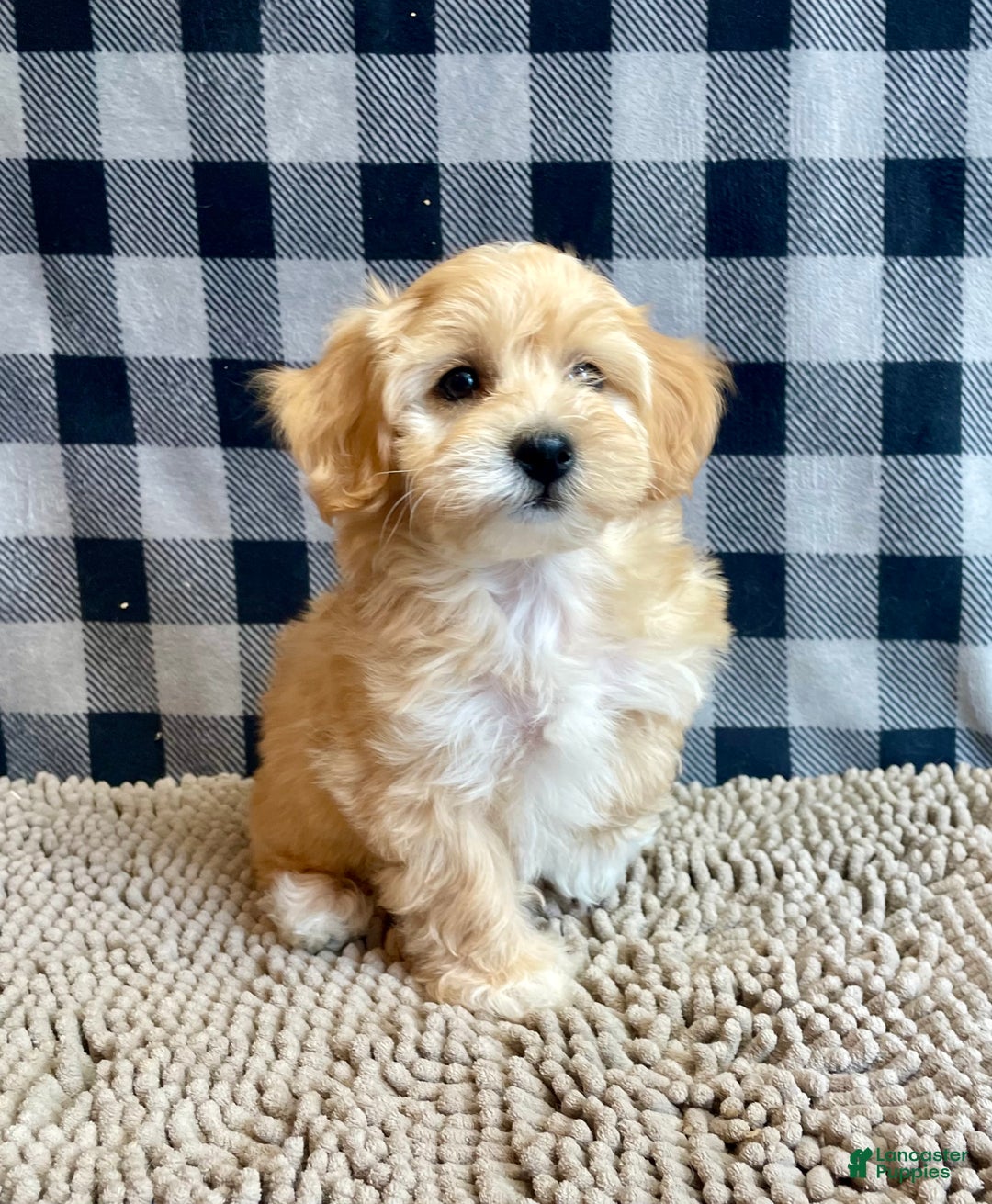 Mixed Breed dogs for sale: Ralph - Ad 9