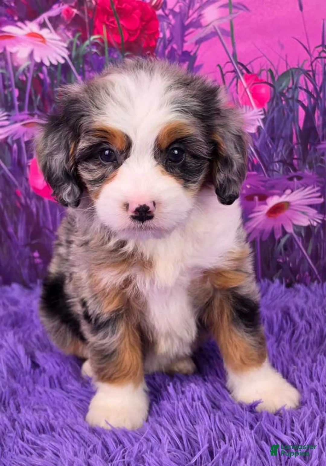 Mini Bernedoodle dogs for sale: Paisley - Ad 2