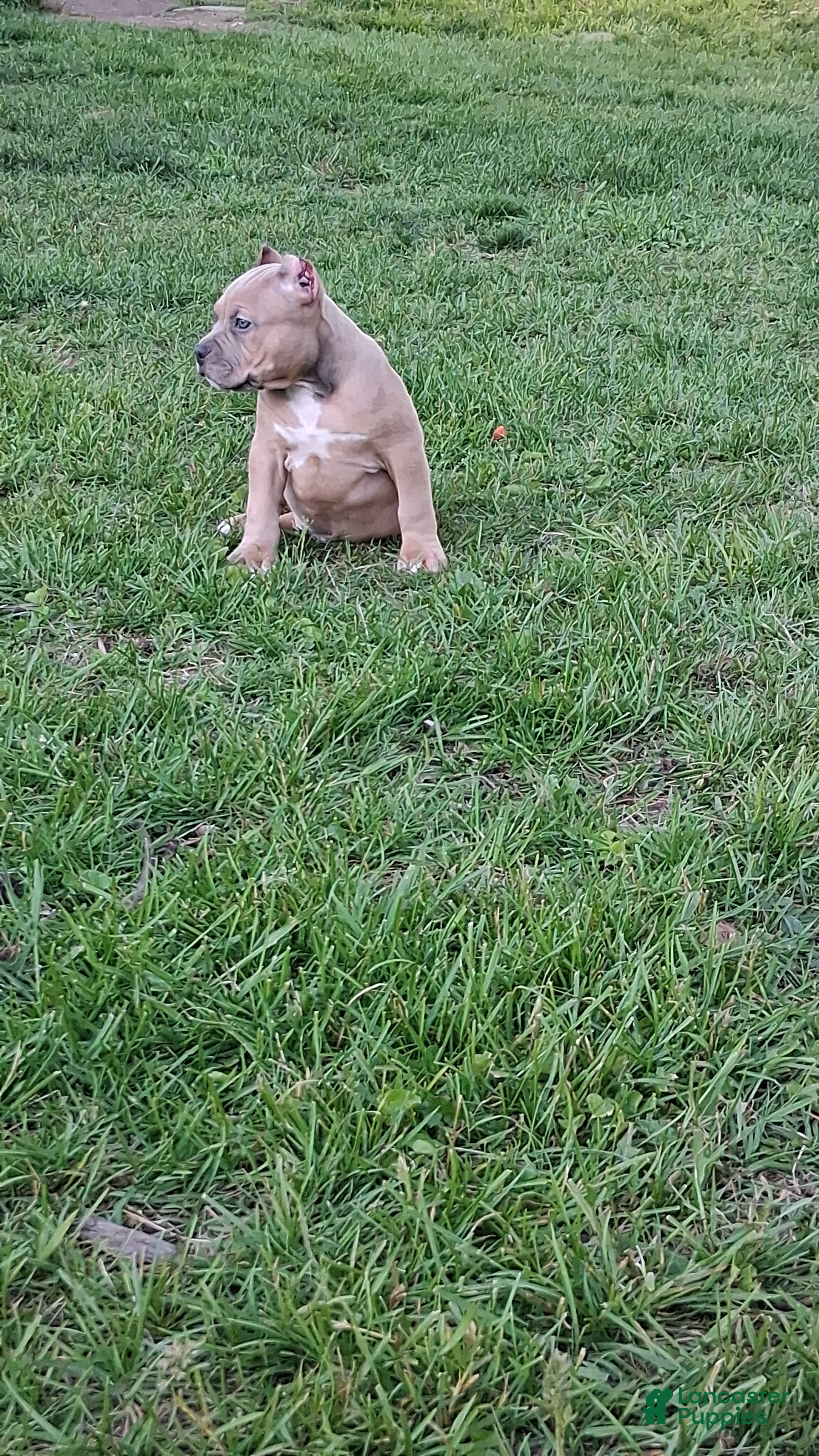 American Bully dogs Cartel - Ad 2