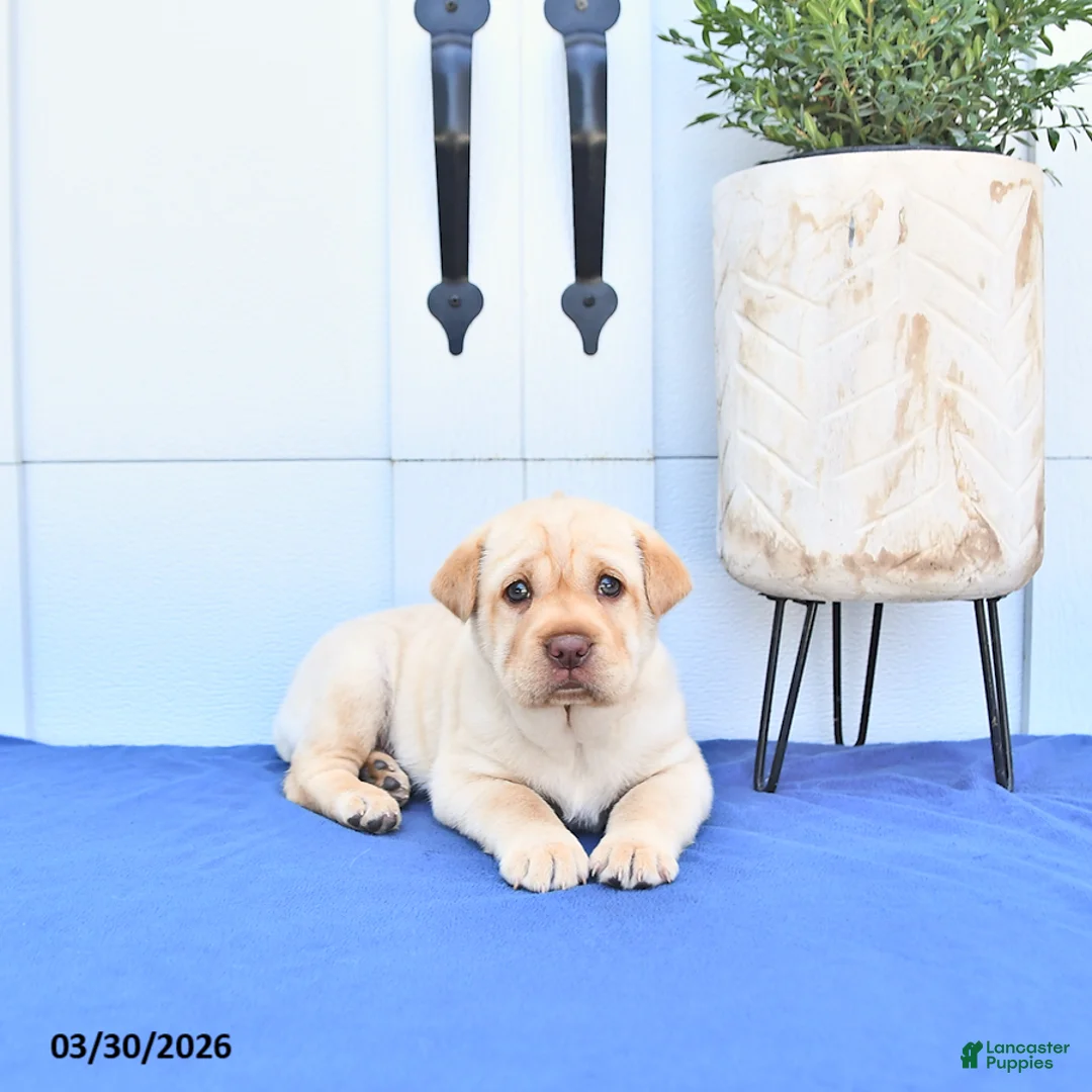 Mini Hippo dogs for sale: Bailey - Ad 1