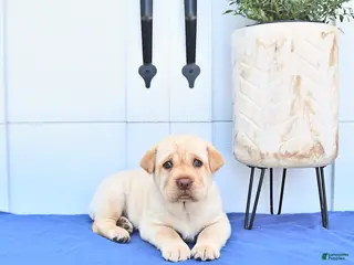 Mini Hippo dogs for sale: Bailey - Ad 4