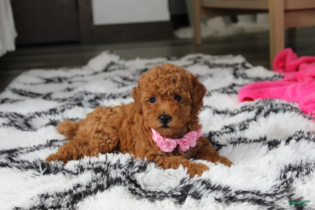 Bichpoo dogs for sale: Jenny - Ad 2