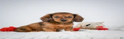 Miniature Dachshund dogs for sale: Ginger - Ad 4